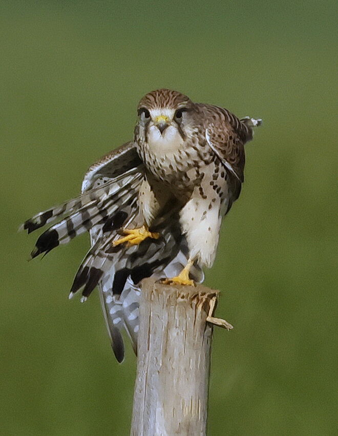 Zeigt her Eure Federn....