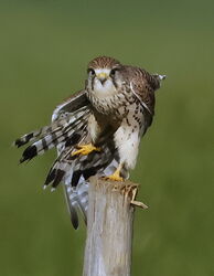 Zeigt her Eure Federn....