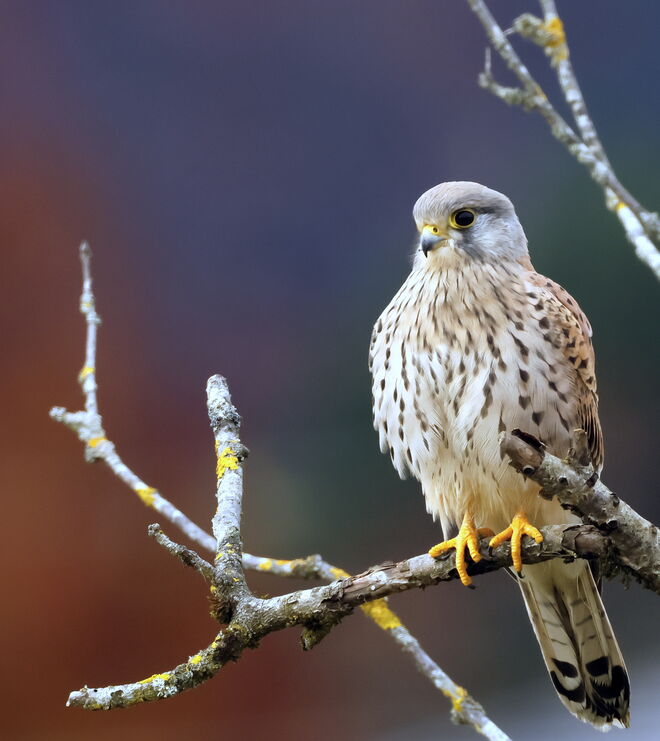       Es ist Herbst geworden