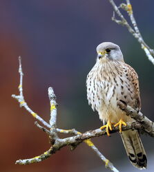       Es ist Herbst geworden