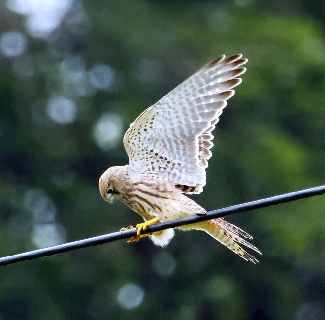 I mecht so gern landen...