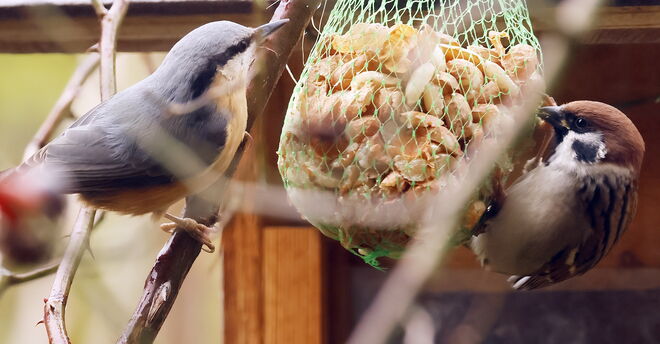 Was will den der da?