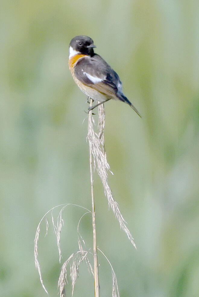 Nicht nur zum Singen