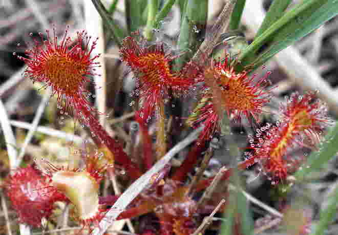 Sonnentau