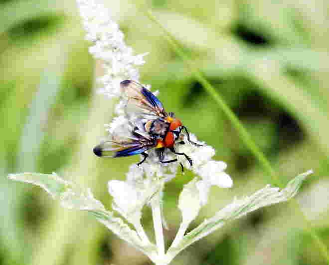 Blauschiller-Wanzenfliege