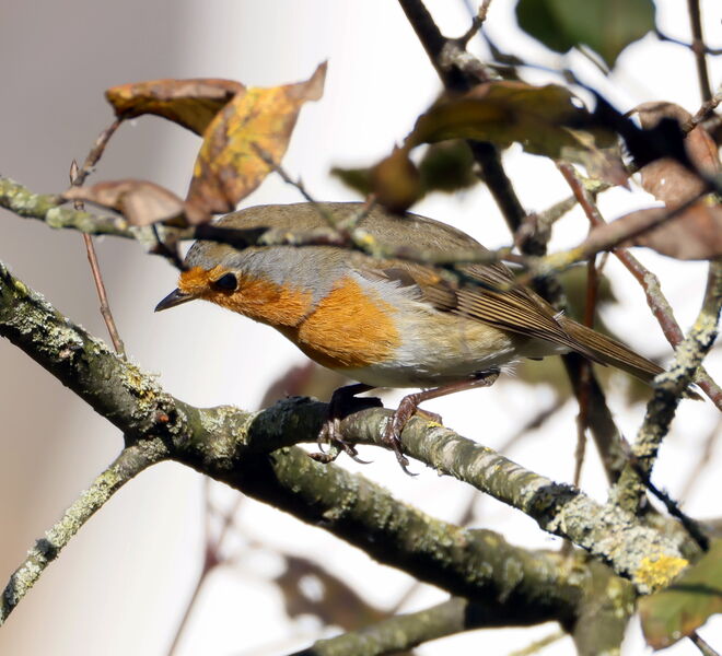 Rund um den Sighartsteiner Weiher 2