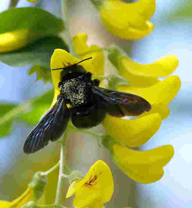 Holzbiene auf Goldregen