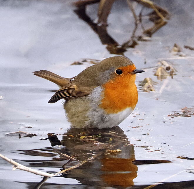 Ist Eisbaden wirklich gesund?