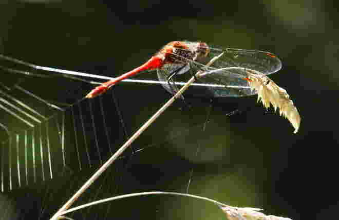Herbstliches Stilleben mit Libelle