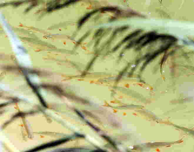 Gewusel unter Wasser