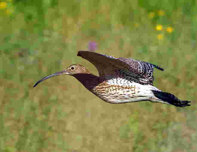 Guck mal wer da fliegt! 