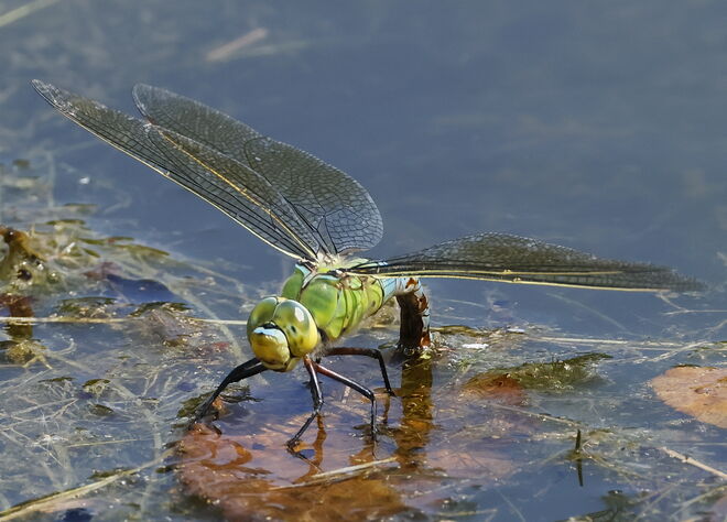 Königslibelle bei der Eiablage I