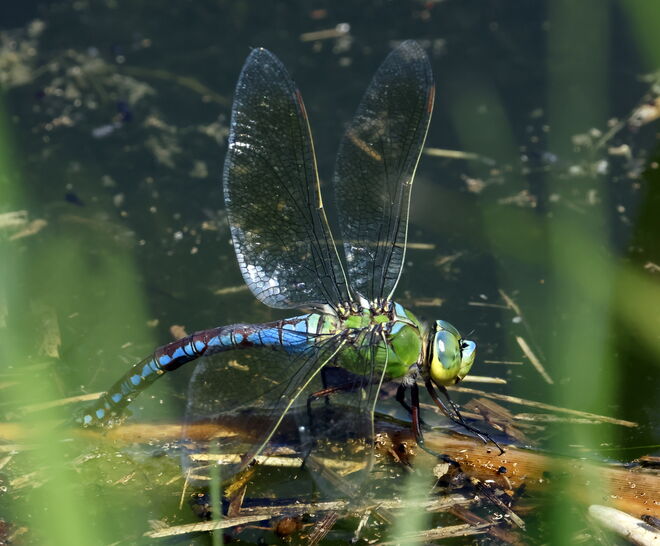 Königslibelle bei der Eiablage II