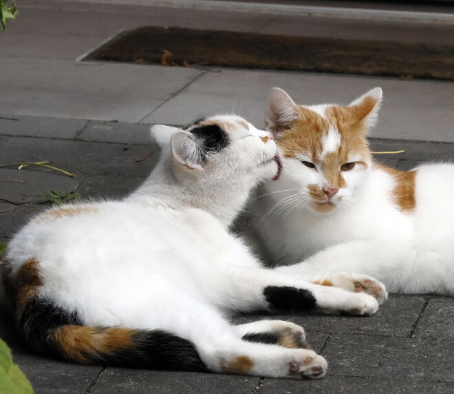 Ein Herz und eine Seele