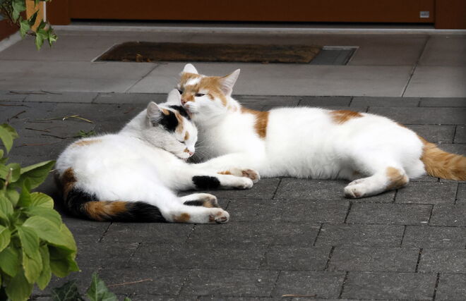 Hör zu, Schwesterlein,....