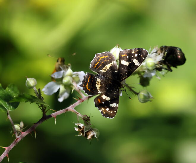 Ein begehrtes Platzerl