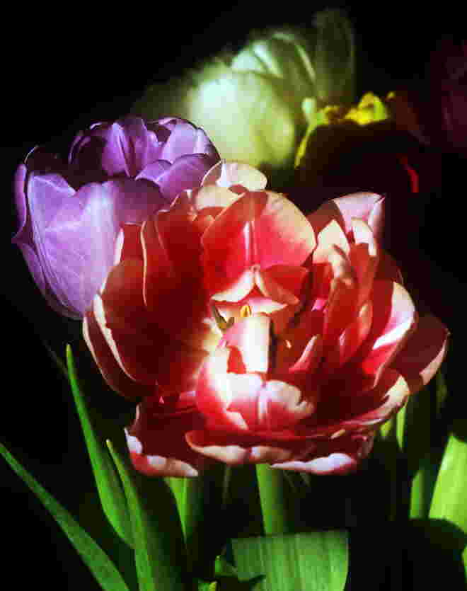 Stilleben mit Tulpen