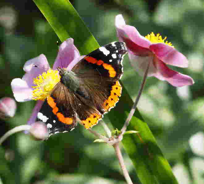 Der schöne Admiral im Garten