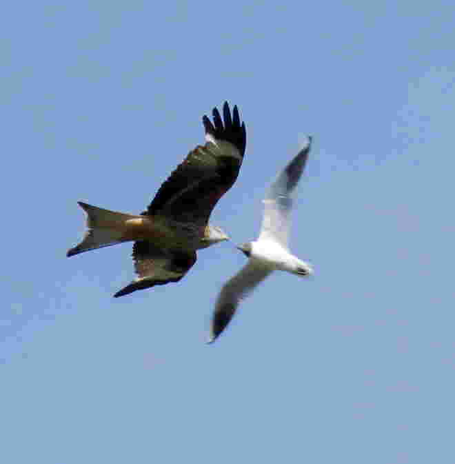 Reger Flugverkehr im Weidmoos