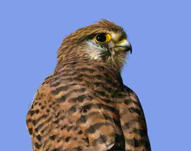 Ein ziemlich ansehnlicher Vogel