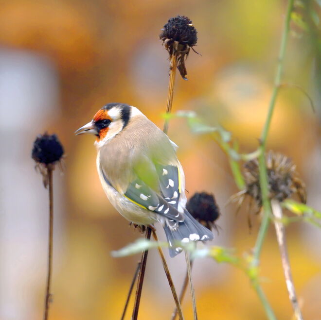 Ein Stieglitz freut sich