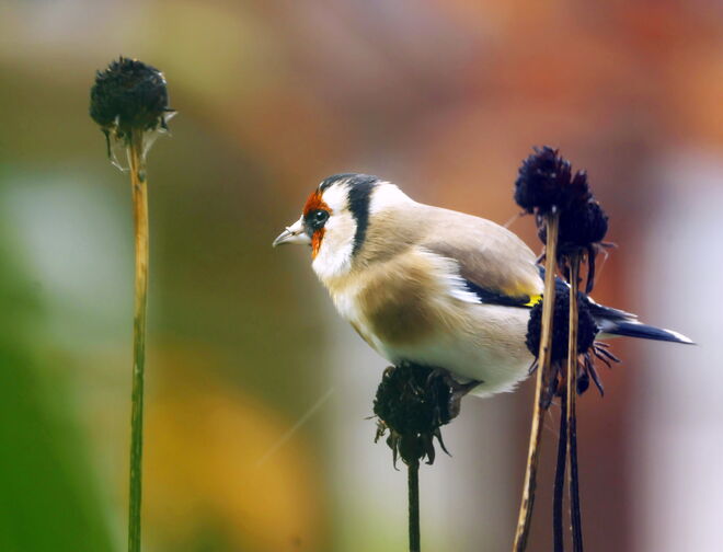 Vielen Dank für die Samen....