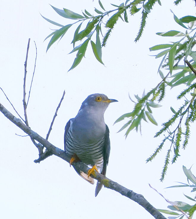 Der mit dem gestreiften Höschen