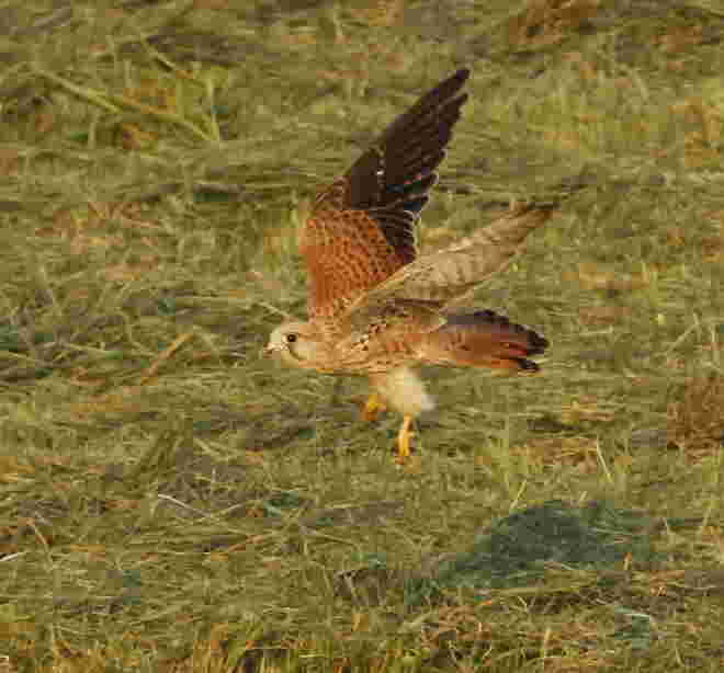 Abendliche Flugstudie III