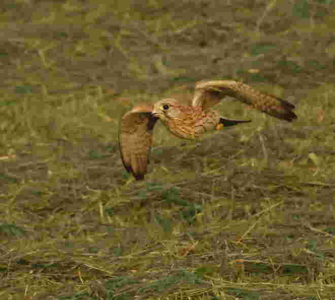 Abendliche Flugstudie II