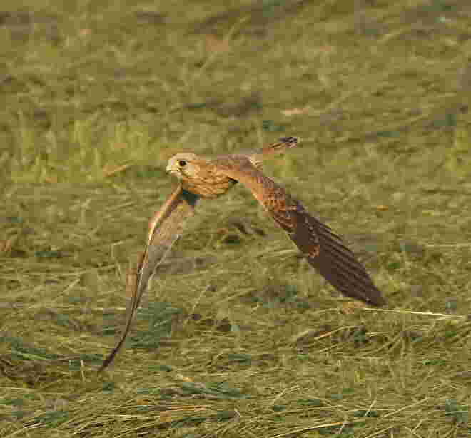 Abendliche Flugstudie I