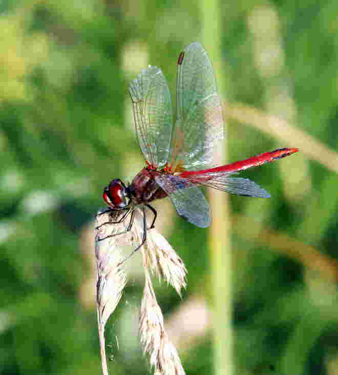 Frühe Heidelibelle