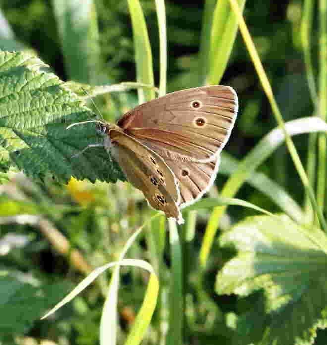 Brauner Waldvogel