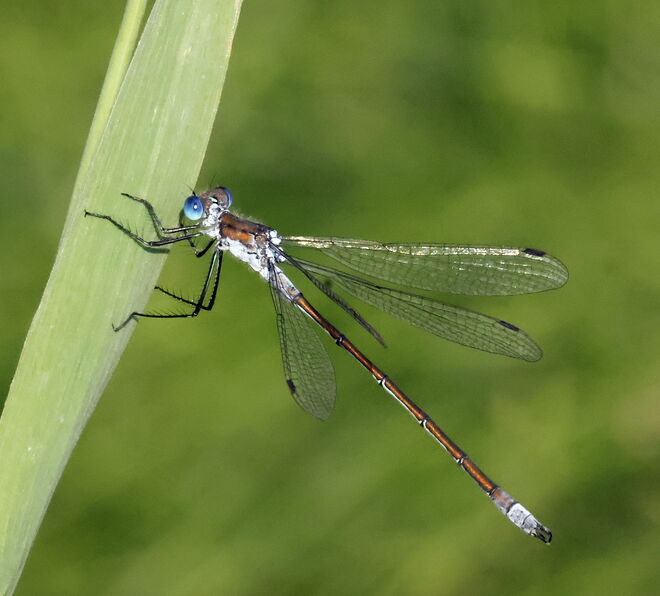 Filigrane Schönheit