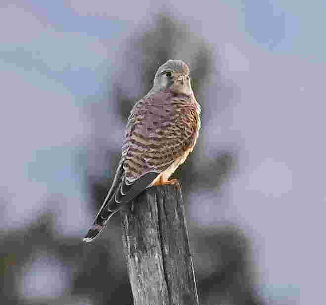 Der stolze Falke