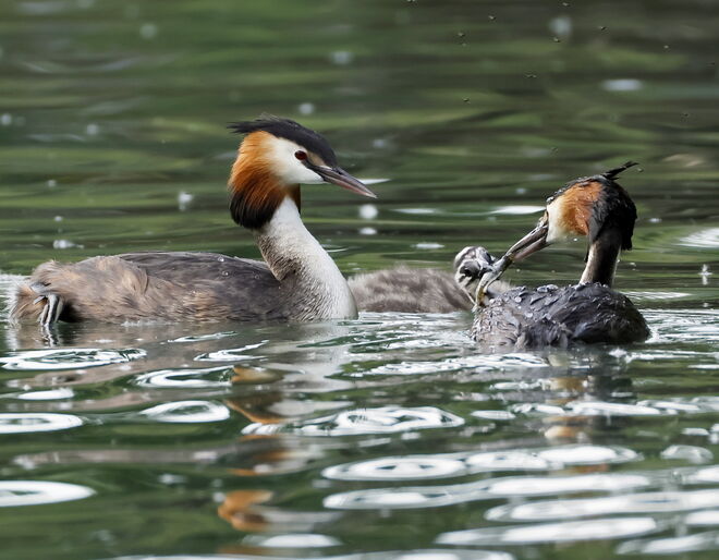 Bekommt er auch genug, der Kleine?