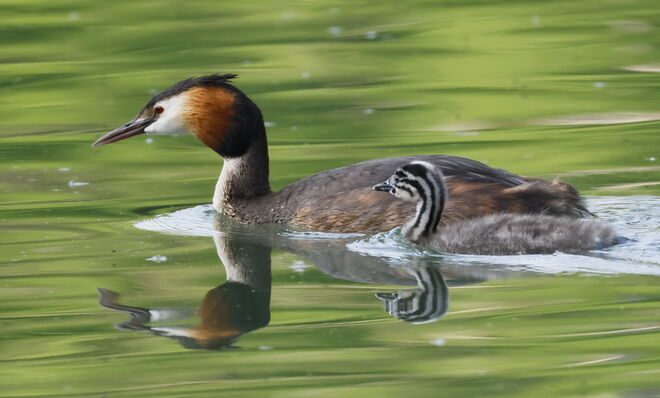 Der große und der kleine Haubi