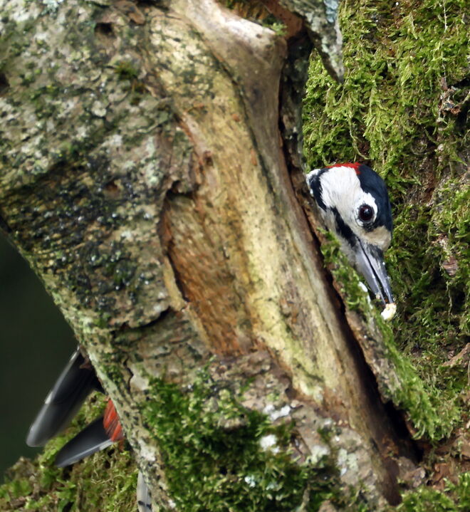 Komm ich lad Dich zum Essen ein! 