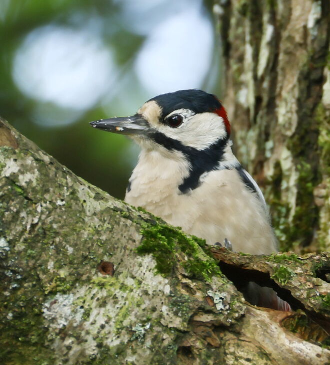 Specht wo bist Du? Hier bei der Arbeit! 
