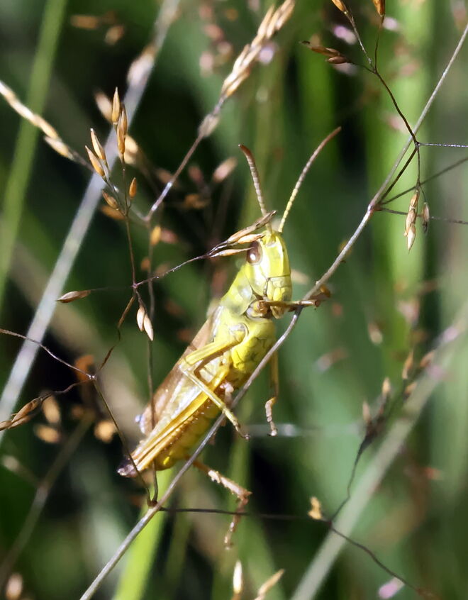 Ein Grashüpfer