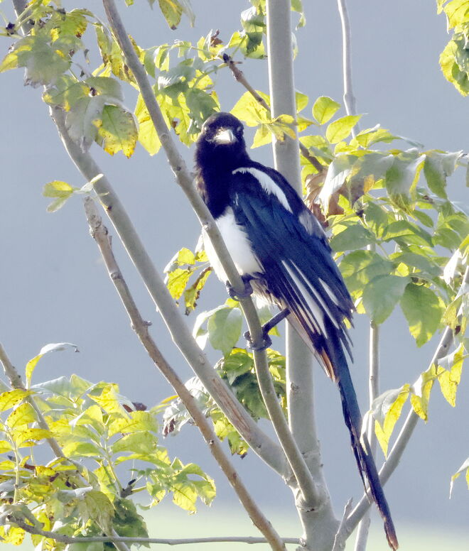 Die neugierige Elster