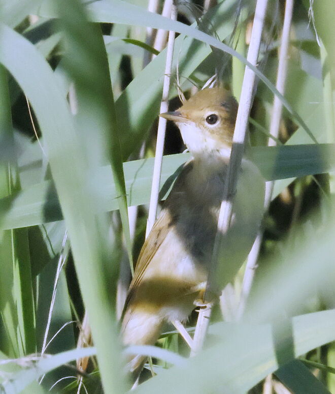 Es raschelte im Schilf...