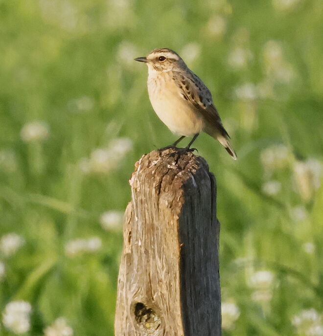 Braunkehlchen - Weibchen