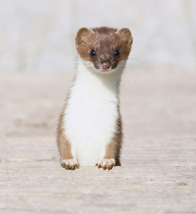 Wieselflinkes Neugierdsnaserl