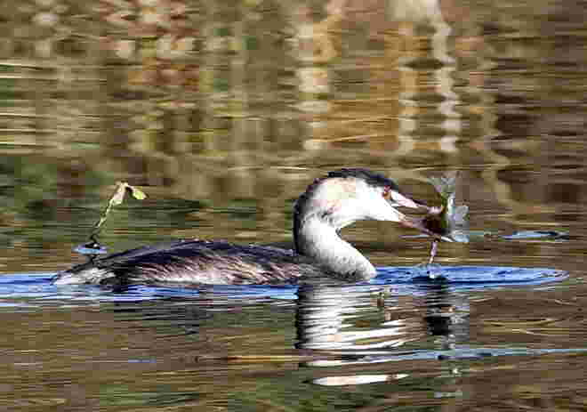 Frische Fische fischen