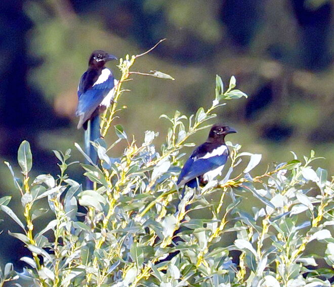 Wer hat Angst vorm Falken?