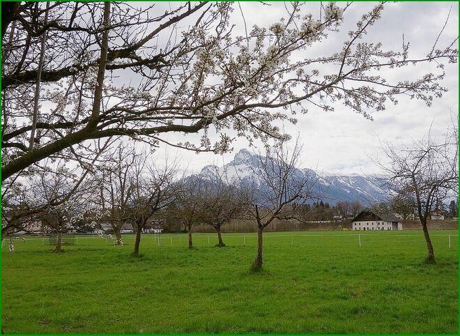 Aber heute schaffte es hier der erste Obstbaum . . . 