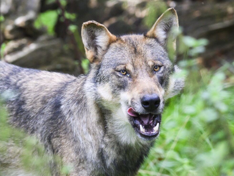Abschussverordnungen für zwei Wölfe in Tirol
