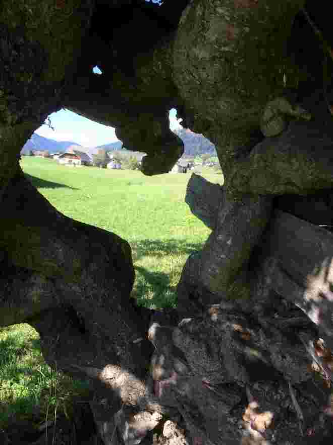 Vogelbeerbaum mit ❤️-Durchblick