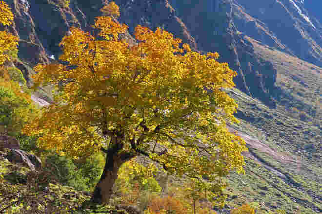 Bergahorn im Habachtal