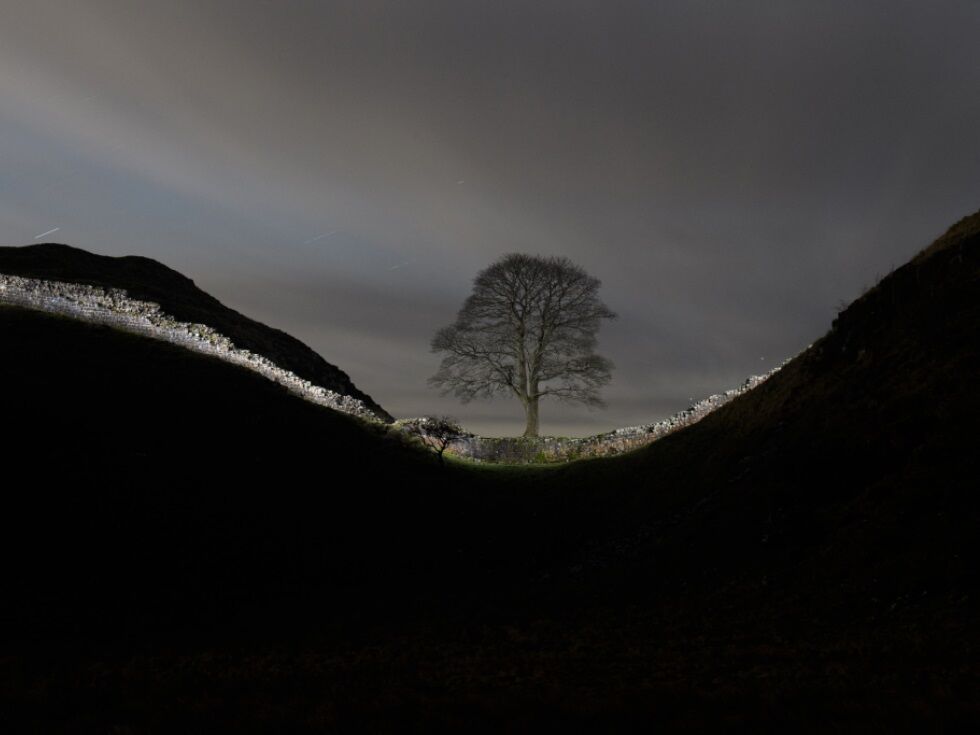 Alter von illegal gefälltem Robin-Hood-Baum bestimmt